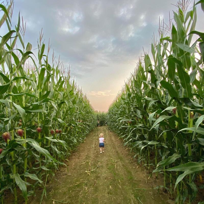 Path in corn maze